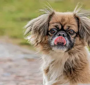 Perro con la lengua de fuera. Foto: Pexels/Gundula Vogel