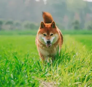 Perro caminando por el pasto. Foto: Pexels/Annalise Keating