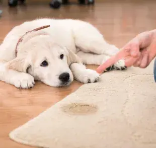 Perro regañado por orinar. Foto: Envato/usert453