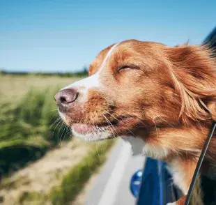 Perro viajando en coche. Foto: Envato/Chalabala