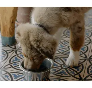 Perro comiendo en un tazón. Foto: Pexels/cottonbro studio