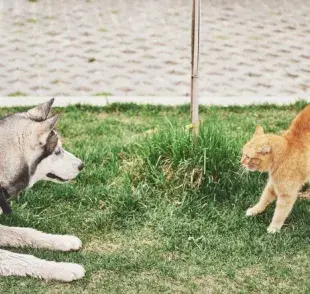 Rivalidad entre perros y gatos, mito o realidad