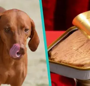 ¿Los perros pueden comer atún?