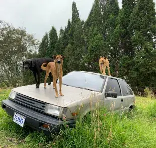 Perros sobre un coche viejo. Foto: Pexels/Jean Paul Montanaro