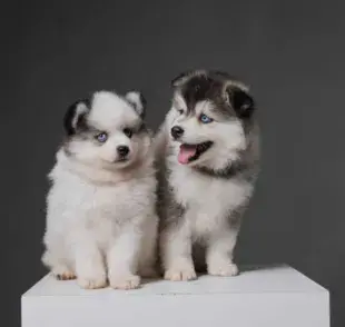 Dos Perros Pomskies. Foto: Foto: iStock/Victor Ataide