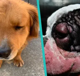 Picaduras de insectos peligrosos para tu perro 