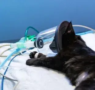 primeros auxilios básicos para gatos