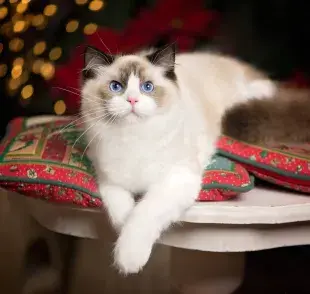 10 datos curiosos sobre el Gato Ragdoll