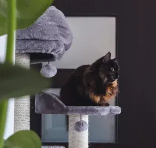 Gato sobre su rascador. Foto: Pexels/Diana