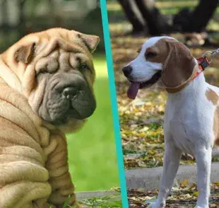 razas de perros más difíciles de entrenar