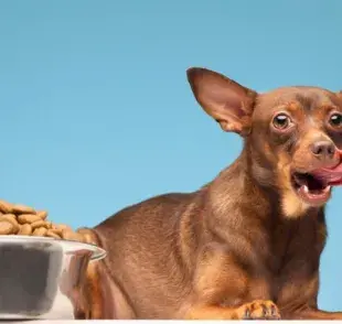 ¿Qué hago si mi perro no quiere comer?