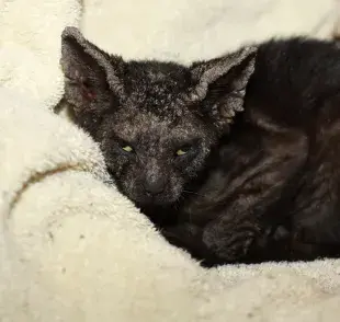 Sarna en gatos, el tratamiento y todo lo que debes saber 