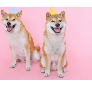Los Shiba Inu son alegres, pero testarudos. Foto: Pexels/ Anna Shvets