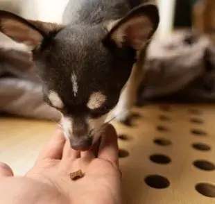 Suplementos naturales para perros que puedes tener en casa