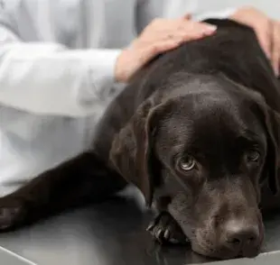 ¿Qué significa el vómito amarillo en perros?