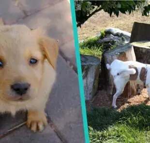 ¡Entrena a tu perro para que aprenda a hacer pipí en 2 semanas!