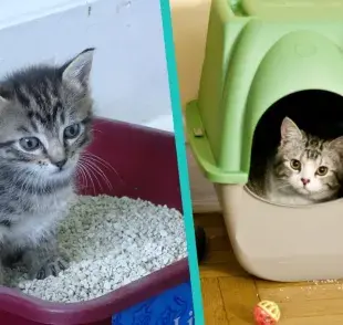 ¿Cada cuánto debo de limpiar el arenero de mi gato?