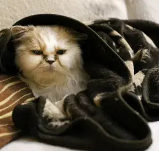 ¿Los gatos sienten frío?
