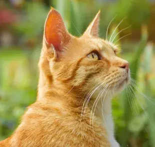 ¿Por qué se les dice "michis" a los gatos?