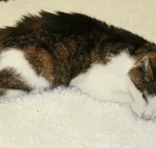 ¿Tu gato muestra estos síntomas? Podría tener insuficiencia renal
