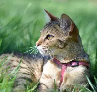 Estas son las 5 razas de gatos a las que sí les gusta salir a pasear