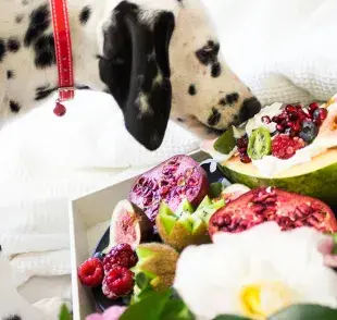 Remedios para mejorar la digestión de tu perro