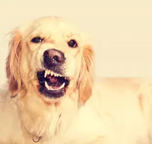 Identifica si le caes mal a tu perro con estas actitudes.