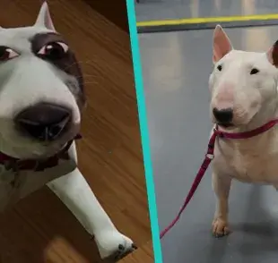 Descubre 7 curiosidades sobre el Bull Terrier.
