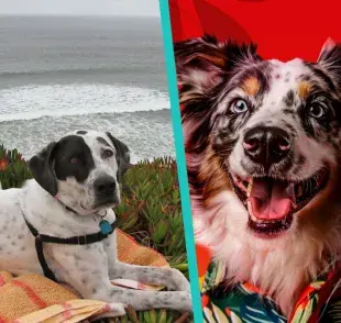 Arma un picnic para tu perro y súmate al SummerPet 2024