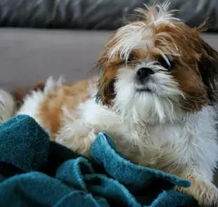 Baño seco para perro: sin complicaciones y sin agua