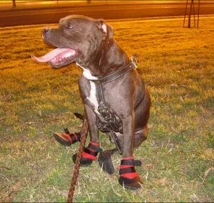 Este podría ser un contra de ponerle zapatos a tu perro