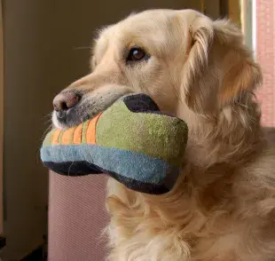 Esto es lo que debes hacer para que tu perro no muerda tus zapatos