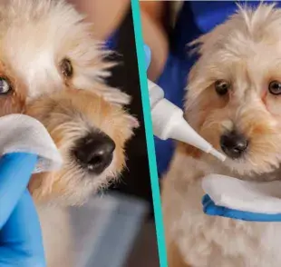 Cómo ponerle gotas en los ojos a tu perro sin lastimarlo