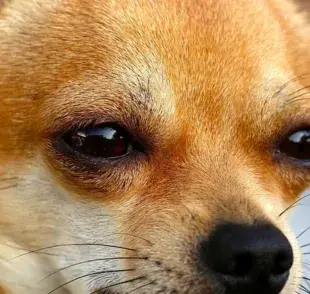 Cómo saber si mi perro tiene conjuntivitis