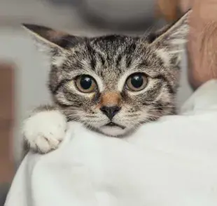 La tendencia a esconderse puede ser una señal. Descubre cómo ayudar a tu felino.