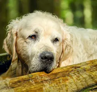 ¿Qué cuidados especiales necesita un "perro viejito"?