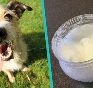 Descubre cómo eliminar el mal aliento de tu perro con remedios caseros efectivos. 🐾