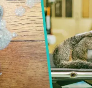 Descubre cómo prevenir las molestas bolas de pelos en gatos. 🐱💬 