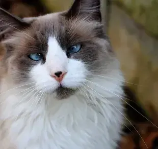 Descubre las causas del estrabismo en tu gato bizco.