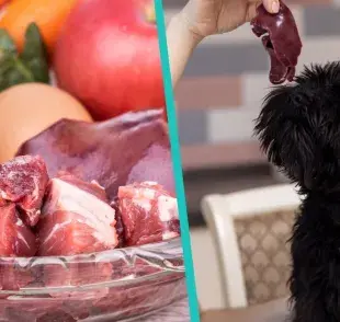 Descubre los beneficios de la dieta BARF para tu perro.