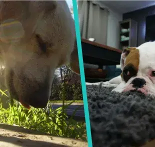 Entiende qué significa cada color en el vómito de perro y cómo actuar