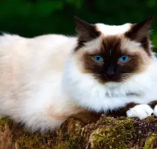 Esta es la característica que hace único al gato Balinés