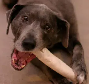 Explora variedades de huesos de carnaza y alternativas seguras para tu perro. 🐶✨