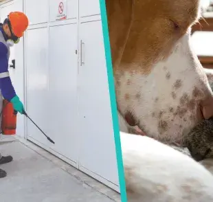 Fumiga naturalmente para proteger a tu mascota ¡Te damos la receta ideal!