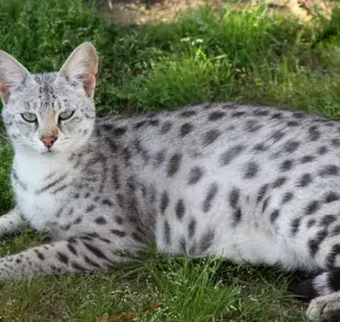 Este es el gato que en algunos países está prohibido adoptar
