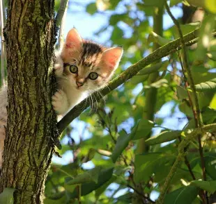 ¡Construye tu propio árbol para gatos!