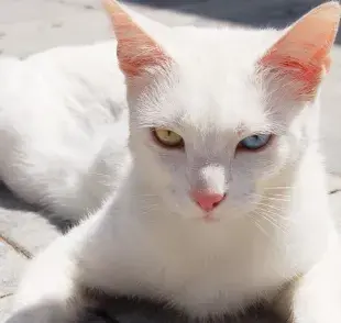 Gatos con ojos de diferente color ¿por qué pasa?