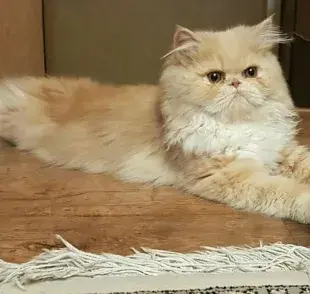 ¿De qué raza son los gatos chatos de la cara?