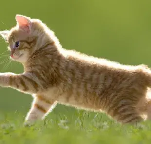 ¿Qué tan seguro es que los gatos coman insectos?