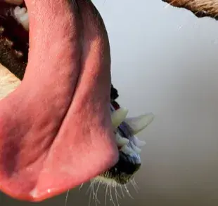 6 datos curiosos sobre la lengua de los perros